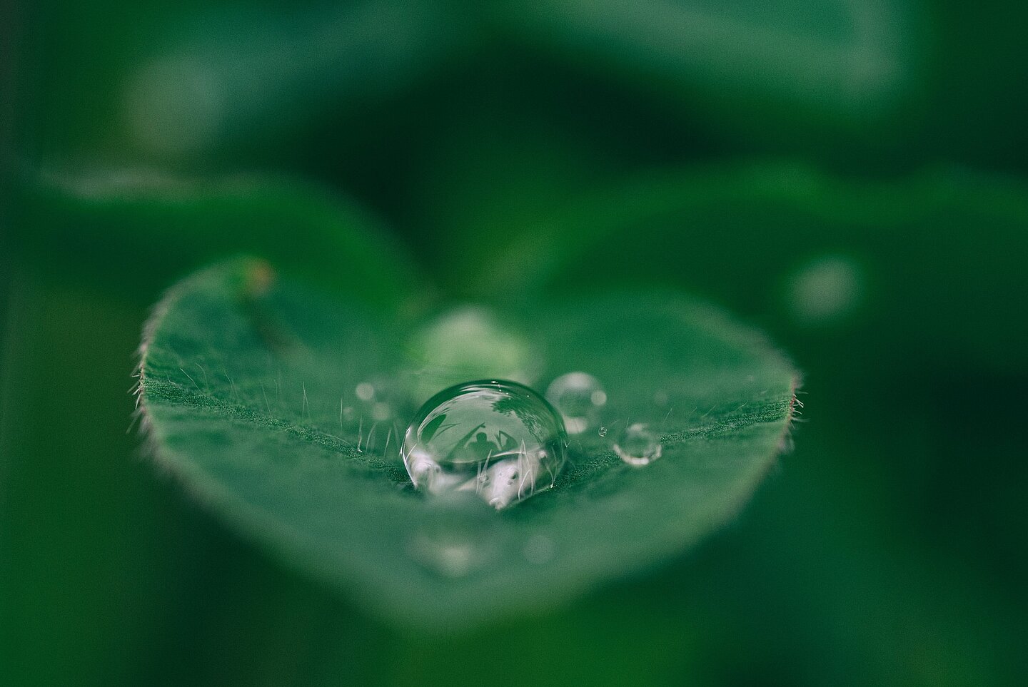 Blatt mit Wassertropfen