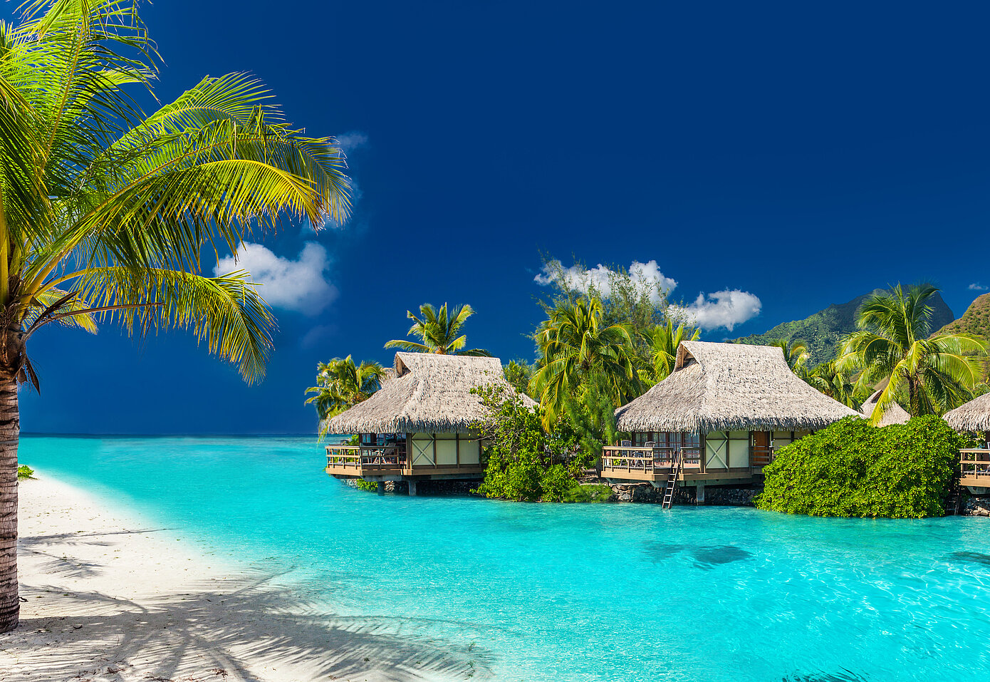 Wasservillen mit Palmen und türkisblauem Meer